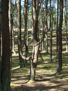 танцующий лес.jpg